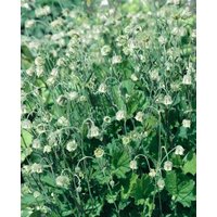 Stauden - Geum rivale 'Album' ca. 9x9 cm Topf (Wuchs jahreszeitlich)