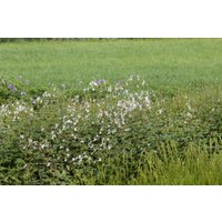 Kategorie <b>Produkt nicht gewünscht </b> - Gillenia trifoliata ca. 9x9 cm Topf (Wuchs jahreszeitlich)