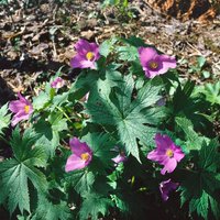 Stauden - Glaucidium palmatum ca. 11x11 cm Topf (Wuchs jahreszeitlich)