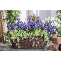 Kategorie <b>Stauden </b> - Glechoma hederacea ca. 9x9 cm Topf (Wuchs jahreszeitlich)