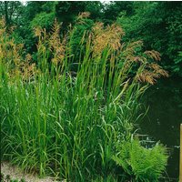 Kategorie <b>Produkt nicht gewünscht </b> - Glyceria maxima ca. 9x9 cm Topf (Wuchs jahreszeitlich)