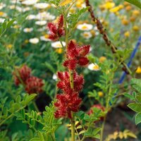 Kategorie <b>Produkt nicht gewünscht </b> - Glycyrrhiza glabra ca. 9x9 cm Topf (Wuchs jahreszeitlich)