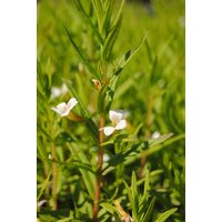 Kategorie <b>Produkt nicht gewünscht </b> - Gratiola officinalis ca. 9x9 cm Topf (Wuchs jahreszeitlich)