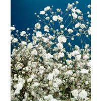 Kategorie <b>Produkt nicht gewünscht </b> - Gypsophila paniculata 'Bristol Fairy' ca. 11x11 cm Topf (Wuchs jahreszeitlich)