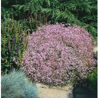 Kategorie <b>Stauden </b> - Gypsophila repens 'Rosenschleier' ca. 9x9 cm Topf (Wuchs jahreszeitlich)