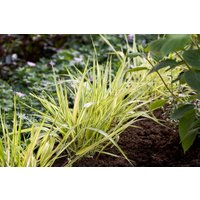 Kategorie <b>Produkt nicht gewünscht </b> - Hakonechloa macra 'Aureola' 2-3 Liter Container (Wuchs jahreszeitlich)