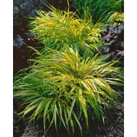 Kategorie <b>Produkt nicht gewünscht </b> - Hakonechloa macra 'Beni Kaze' ca. 11x11 cm Topf (Wuchs jahreszeitlich)