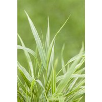 Kategorie <b>Produkt nicht gewünscht </b> - Hakonechloa macra 'Strip it Rich' ca. 11x11 cm Topf (Wuchs jahreszeitlich)