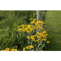 Kategorie <b>Stauden </b> - Helenium hoopesii ca. 9x9 cm Topf (Wuchs jahreszeitlich)