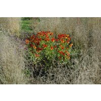 Kategorie <b>Stauden </b> - Helenium x cult.'Baudirektor Linne' ca. 11x11 cm Topf (Wuchs jahreszeitlich)