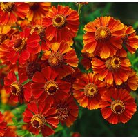 Kategorie <b>Produkt nicht gewünscht </b> - Helenium x cult.'Flammendes Käthchen' ca. 11x11 cm Topf (Wuchs jahreszeitlich)