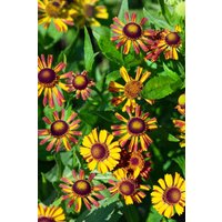 Kategorie <b>Stauden </b> - Helenium x cult.'Loysder Wieck' ca. 9x9 cm Topf (Wuchs jahreszeitlich)