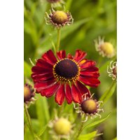 Kategorie <b>Produkt nicht gewünscht </b> - Helenium x cult.'Rubinzwerg' ca. 11x11 cm Topf (Wuchs jahreszeitlich)
