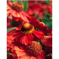 Kategorie <b>Produkt nicht gewünscht </b> - Helenium x cult.'Ruby Tuesday' -R- ca. 11x11 cm Topf (Wuchs jahreszeitlich)