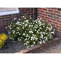 Kategorie <b>Stauden </b> - Helianthemum x cult.'Eisbär' ca. 9x9 cm Topf (Wuchs jahreszeitlich)