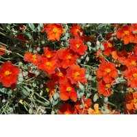 Kategorie <b>Produkt nicht gewünscht </b> - Helianthemum x cult.'Fire Dragon' ca. 9x9 cm Topf (Wuchs jahreszeitlich)