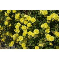 Kategorie <b>Stauden </b> - Helianthemum x cult.'Gelbe Perle' ca. 9x9 cm Topf (Wuchs jahreszeitlich)