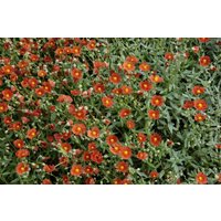 Kategorie <b>Stauden </b> - Helianthemum x cult.'Henfield Brilliant' ca. 9x9 cm Topf (Wuchs jahreszeitlich)