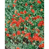 Kategorie <b>Stauden </b> - Helianthemum x cult.'Orange Double' ca. 9x9 cm Topf (Wuchs jahreszeitlich)