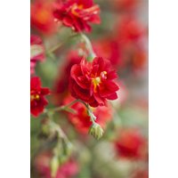 Kategorie <b>Stauden </b> - Helianthemum x cult.'Rubin' ca. 9x9 cm Topf (Wuchs jahreszeitlich)