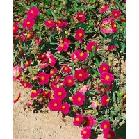 Kategorie <b>Stauden </b> - Helianthemum x cult.'Supreme' ca. 9x9 cm Topf (Wuchs jahreszeitlich)