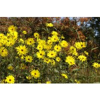 Stauden - Helianthus atrorubens ca. 11x11 cm Topf (Wuchs jahreszeitlich)