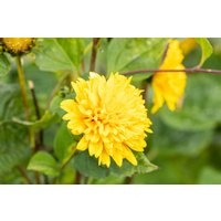 Stauden - Helianthus decapetalus 'Soleil d'Or' ca. 11x11 cm Topf (Wuchs jahreszeitlich)