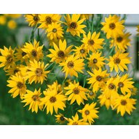 Stauden - Helianthus salicif.'Table Mountain' -R- ca. 11x11 cm Topf (Wuchs jahreszeitlich)