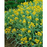 Kategorie <b>Produkt nicht gewünscht </b> - Helichrysum thianshanicum 'Schwefellicht' ca. 9x9 cm Topf (Wuchs jahreszeitlich)