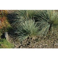 Kategorie <b>Produkt nicht gewünscht </b> - Helictotrichon sempervir.'Saphirsprudel' ca. 9x9 cm Topf (Wuchs jahreszeitlich)