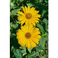Kategorie <b>Produkt nicht gewünscht </b> - Heliopsis scabra 'Hohlspiegel' ca. 11x11 cm Topf (Wuchs jahreszeitlich)