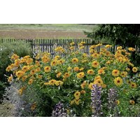 Kategorie <b>Produkt nicht gewünscht </b> - Heliopsis scabra 'Venus' ca. 11x11 cm Topf (Wuchs jahreszeitlich)