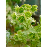 Kategorie <b>Stauden </b> - Helleborus foetidus 'Wester Flisk' ca. 11x11 cm Topf (Wuchs jahreszeitlich)