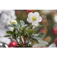 Kategorie <b>Stauden </b> - Helleborus niger ca. 11x11 cm Topf (Wuchs jahreszeitlich)