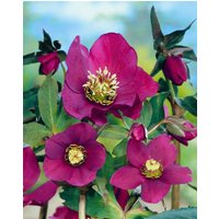 Kategorie <b>Stauden </b> - Helleborus x or.Lady-S.'Red Lady' ca. 11x11 cm Topf (Wuchs jahreszeitlich)
