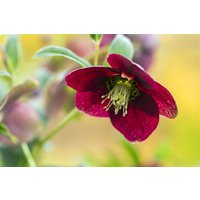 Kategorie <b>Stauden </b> - Helleborus x orientalis, rot ca. 9x9 cm Topf (Wuchs jahreszeitlich)
