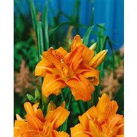Kategorie <b>Produkt nicht gewünscht </b> - Hemerocallis fulva 'Kwanso' 2-3 Liter Container (Wuchs jahreszeitlich)