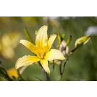 Kategorie <b>Stauden </b> - Hemerocallis lilioasphodelus ca. 11x11 cm Topf (Wuchs jahreszeitlich)