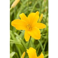 Kategorie <b>Produkt nicht gewünscht </b> - Hemerocallis x cult.'Aten' ca. 11x11 cm Topf (Wuchs jahreszeitlich)