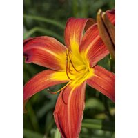 Kategorie <b>Produkt nicht gewünscht </b> - Hemerocallis x cult.'Autumniale Red' ca. 11x11 cm Topf (Wuchs jahreszeitlich)