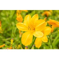 Kategorie <b>Produkt nicht gewünscht </b> - Hemerocallis x cult.'Cartwheels' ca. 11x11 cm Topf (Wuchs jahreszeitlich)