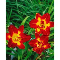 Kategorie <b>Produkt nicht gewünscht </b> - Hemerocallis x cult.'Chicago Apache' ca. 11x11 cm Topf (Wuchs jahreszeitlich)