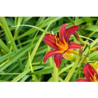 Kategorie <b>Produkt nicht gewünscht </b> - Hemerocallis x cult.'Crimson Pirate' ca. 11x11 cm Topf (Wuchs jahreszeitlich)