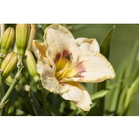 Kategorie <b>Produkt nicht gewünscht </b> - Hemerocallis x cult.'Custard Candy' ca. 11x11 cm Topf (Wuchs jahreszeitlich)