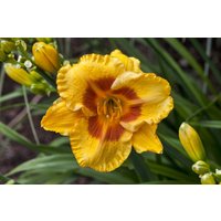 Kategorie <b>Produkt nicht gewünscht </b> - Hemerocallis x cult.'Fooled Me' ca. 11x11 cm Topf (Wuchs jahreszeitlich)
