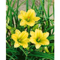 Kategorie <b>Produkt nicht gewünscht </b> - Hemerocallis x cult.'Green Flutter' ca. 11x11 cm Topf (Wuchs jahreszeitlich)