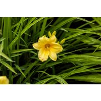 Kategorie <b>Produkt nicht gewünscht </b> - Hemerocallis x cult.'Happy Returns' ca. 11x11 cm Topf (Wuchs jahreszeitlich)