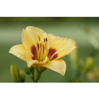 Kategorie <b>Produkt nicht gewünscht </b> - Hemerocallis x cult.'Little Cadet' ca. 11x11 cm Topf (Wuchs jahreszeitlich)