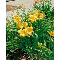 Kategorie <b>Produkt nicht gewünscht </b> - Hemerocallis x cult.'Mary Todd' ca. 11x11 cm Topf (Wuchs jahreszeitlich)