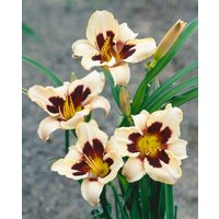 Kategorie <b>Produkt nicht gewünscht </b> - Hemerocallis x cult.'Moonlit Masquerade' ca. 11x11 cm Topf (Wuchs jahreszeitlich)